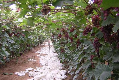 昌黎葡萄苗种植有哪些优势?